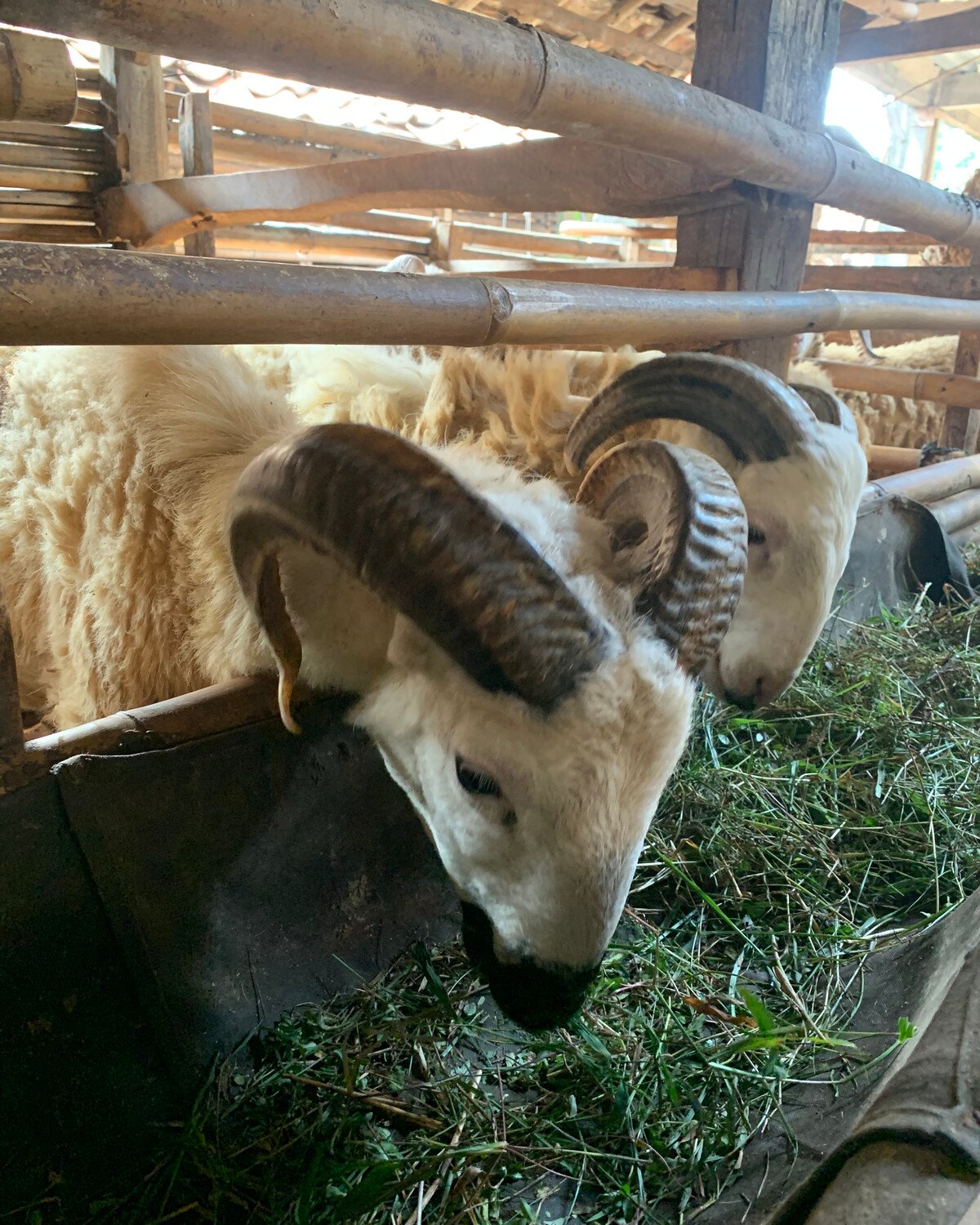 Domba premium dengan tanduk gagah di kandang Qurbanbesar, Kabupaten Bogor