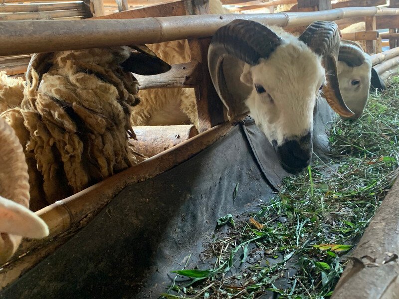 Domba etawa premium kategori Favorit, front view dari kandang Bogor