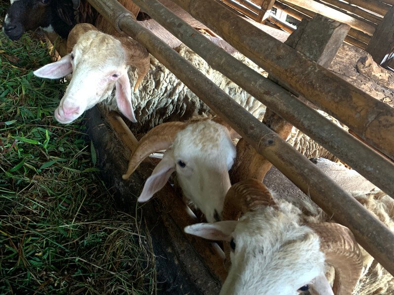 Kambing/Domba kategori Hemat di kandang Bogor