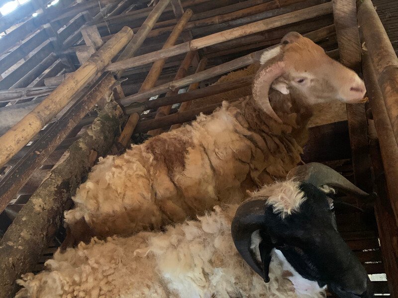 Domba premium besar kategori Mantap, ukuran 41-70 kg