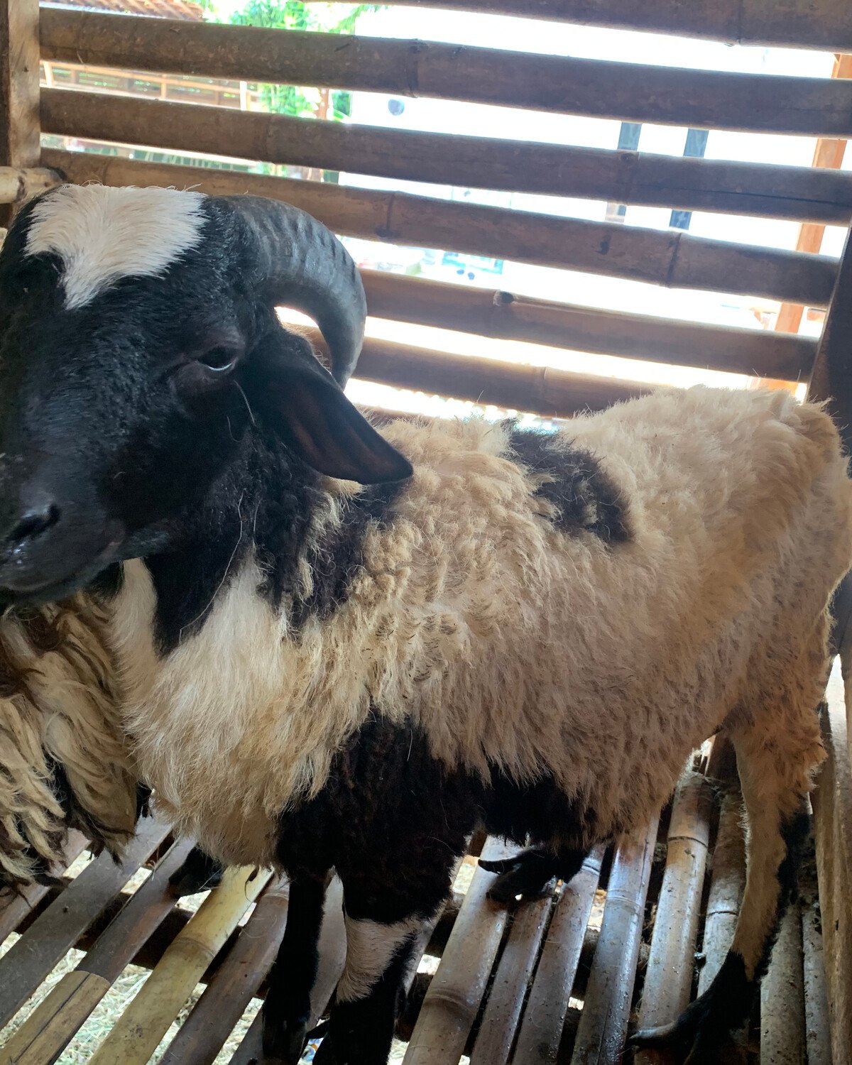 Suasana kandang Qurbanbesar di Kabupaten Bogor