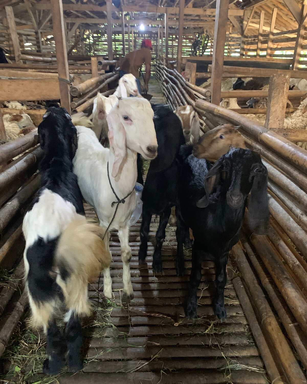 Stok domba premium di kandang Qurbanbesar